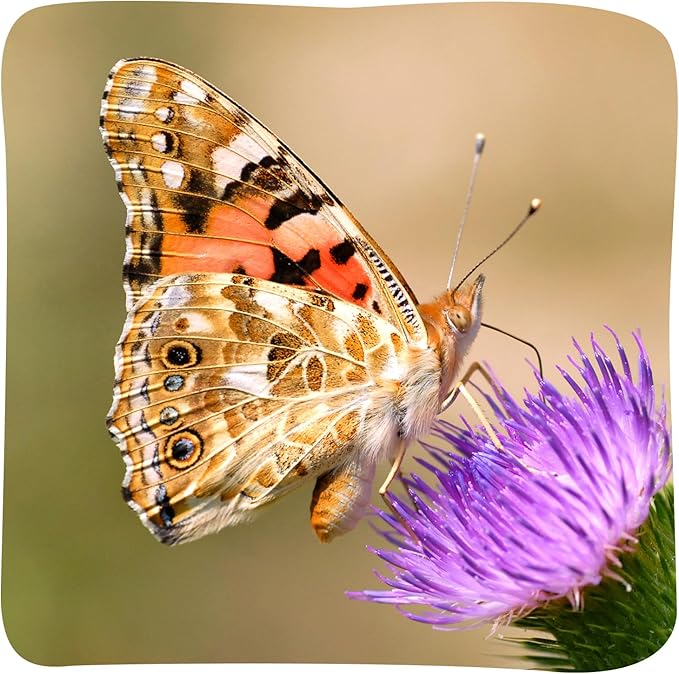 Insect Lore Butterfly Garden Kit – 10 Live Caterpillars, Habitat, STEM Journal, 2 Chrys-a-lid Holding Logs & Feeder – Grow & Release Painted Lady Butterflies – Educational Science Toy