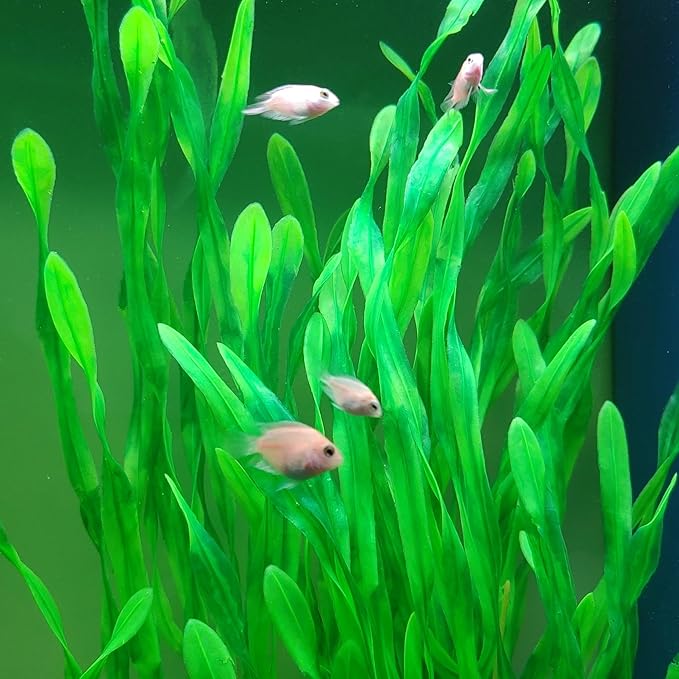 25.98 Inch Tall Aquarium Plants – Large Lifelike Artificial Fish Tank Decorations, 2 Pcs Fish Tank Plants Plastic,Durable & Safe for Freshwater/Saltwater Aquariums (Green (Style B))