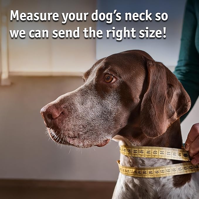 Biothane Custom Dog Collar – Waterproof, Stink-Proof Personalized Collar with Name & Phone Number – Durable, Many Sizes and Colors – Assembled in USA (Olive Green)