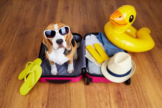 How to Travel with Pets: 10 Essential Products to Make Trips Stress-Free