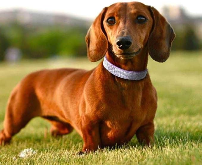 Rhinestone Dog Collar for Small Dogs, Bling Diamond Fancy Crystal Glitter Pretty Jewel Pet Puppy Collars for XXS XS Small Medium Large Breed Girl Dogs Female Cats Kitten, Colorful Red XSmall