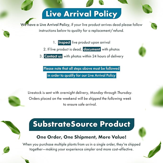 Live Plants - Ammannia Sulawesi - Orange to Pink Stem Plant for High Light Freshwater Aquarium Aquascapes, Midground to Background, Orange, Pink, Green Accent - Lead Bunch
