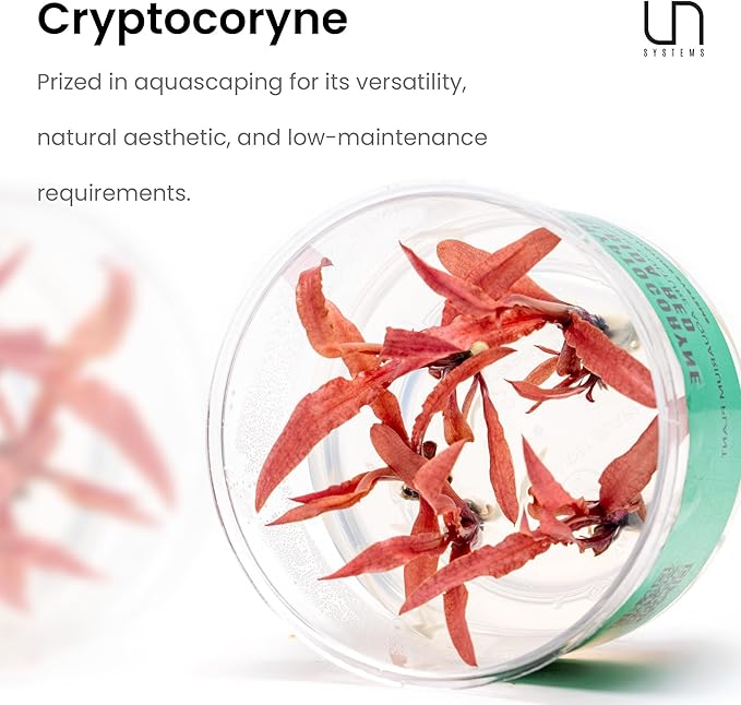 Ultum Nature Systems Cryptocoryne Axelrodi Tissue Culture Live Plant for Aquarium, Aquascaping, Freshwater Fish Tanks - 100% Snail Free in Vitro