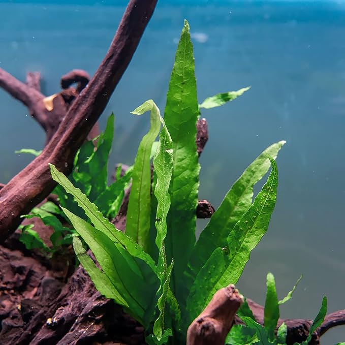 Java Fern Live Aquarium Plants - Freshwater Plant for Fish Tanks - Beginner Friendly, Low Light (Java Fern, Bare Root (1 Piece))
