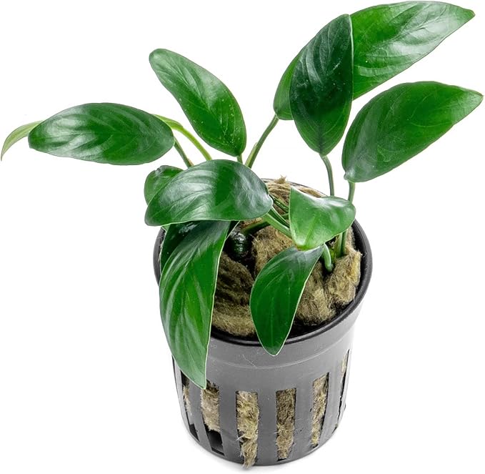Anubias Live Aquarium Plants - Potted Freshwater Plant for Fish Tanks, Terrariums - Beginner Friendly Low Light (Congensis Mini, 5 Pots)