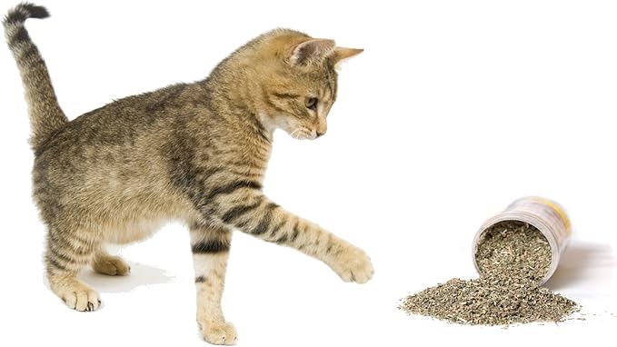 Purple Haze Catnip, Premium Blend Safe for Cats, Infused with Maximum Potency Your Kitty is Sure to Go Crazy for (1 Cup)