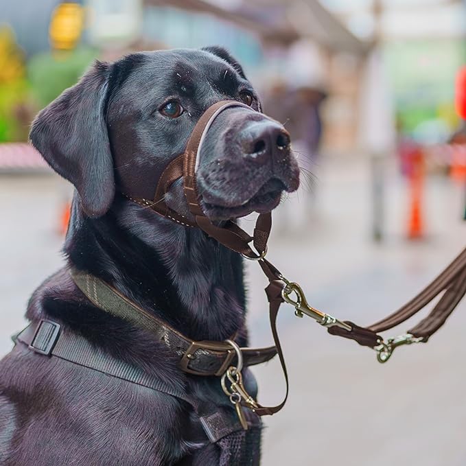 HALTI Headcollar - to Stop Your Dog Pulling on The Leash. Adjustable, Reflective and Lightweight, with Padded Nose Band. Dog Training Anti-Pull Collar for Medium Dogs (Size 3, Deep Walnut)