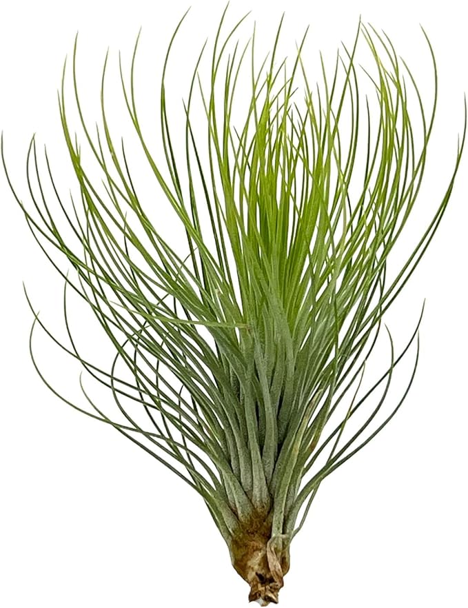 Air Plants - Tillandsia Andreana, Large 4-6" - 3ct - Live Arrival Gauranteed - House Plants for Home Decor & Gift