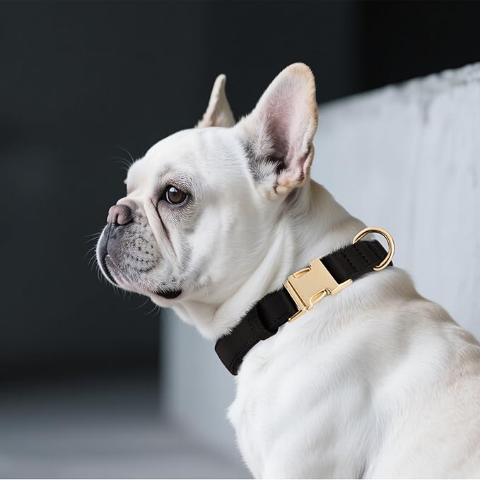 Didog Soft Padded Dog Collars for Medium Dogs, Colorful and Durable Dog Collar with Quick Release Buckle, Light and Breathable for Daily Walking, Black, M