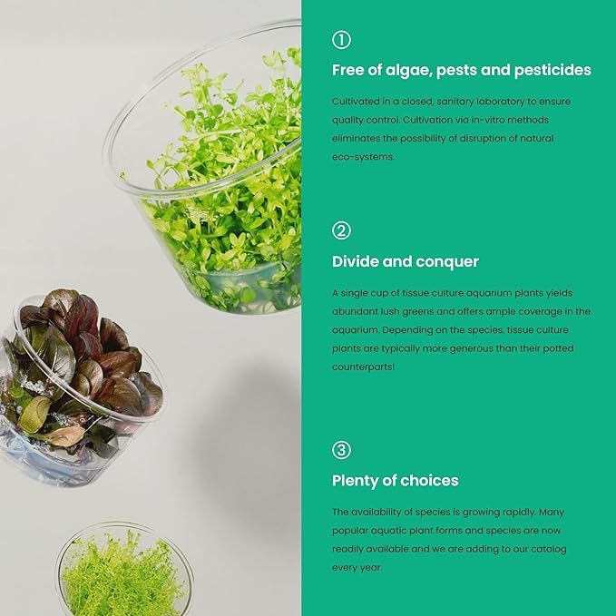 Ultum Nature Systems Live Tissue Culture - Purple Bacopa (Bacopa salzmannii) - Moderate - Moderate to High Light - Purple and Violet Accent - Midground - 100% Snail Free Grown in-Vitro - Regular Cup