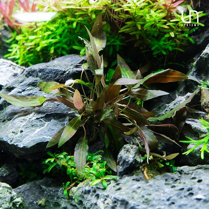 Ultum Nature Systems Cryptocoryne Axelrodi Tissue Culture Live Plant for Aquarium, Aquascaping, Freshwater Fish Tanks - 100% Snail Free in Vitro