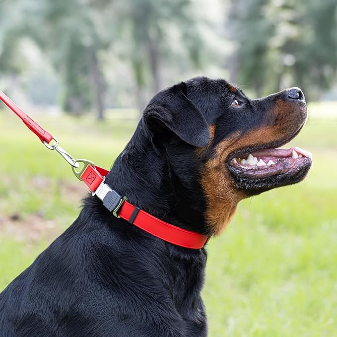 Dogline Biothane Waterproof Dog Collar with Herm Sprenger Black Stainless Steel Quick Release Buckle – Heavy Duty Tactical Durable Collar for Dogs – Comfortable and Safe Pet Collar W 3/4" L 12-19" Red