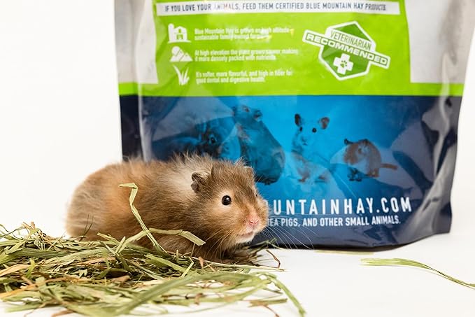 Blue Mountain Hay | Fresh Timothy Hay (15 Ounce) | Great for All Ages | High-Altitude Hay Pet Food for Rabbits, Guinea Pigs, Chinchillas, Hamsters, and Other Small Pets