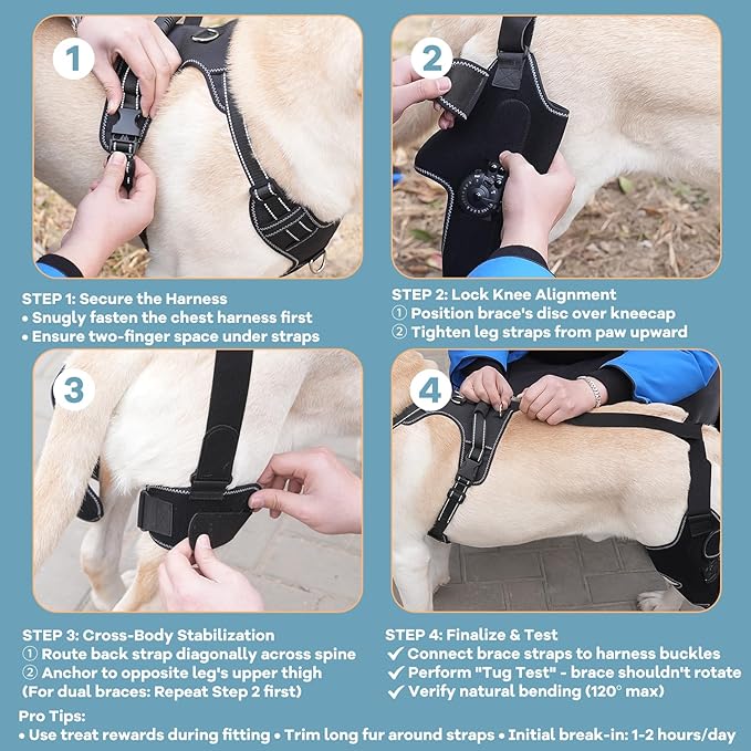 Dog Knee Brace with Adjustable Support – ACL & CCL Tear Recovery, Post-Surgery Stabilization, Mobility Aid for Rear Legs – Includes Secure Chest Harness for Dogs(Right,M)