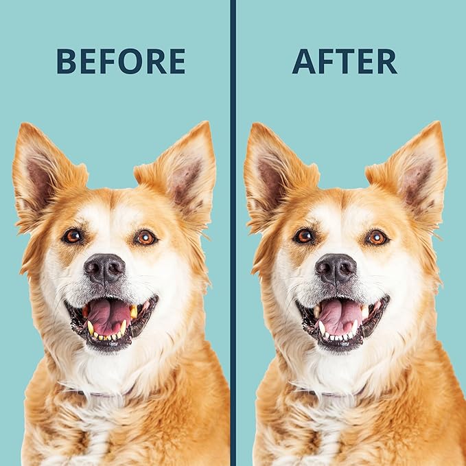 NOVEHA Pet Dental Powder | Vet-Approved Oral Care for Dogs & Cats | Natural Tartar Remover for Dogs Fresh Breath Formula | Easy Teeth Cleaning for Daily Use (1 - Pack)