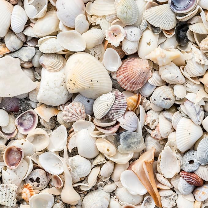 Natural Organic Sea Shell Mulch for Gardens and Landscaping – Decorative and Nutrient-Rich, 0.5–3-Inch Shells, Perfect for Indoor and Outdoor Use (0.5 CF - 14 L - 15 QTS)