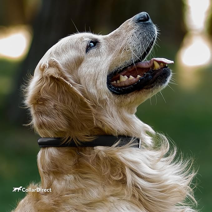 CollarDirect Rolled Leather Dog Collar, Soft Padded Round Puppy Collar, Handmade Genuine Leather Collar Dog Small Large Cat Collars 13 Colors (8-11 Inch, Black Textured)