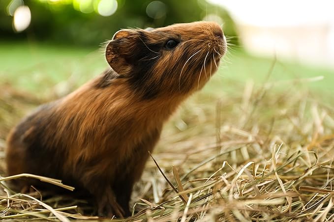 Blue Mountain Hay | Fresh Timothy Hay (25 Pounds) | Great for All Ages | High-Altitude Hay Pet Food for Rabbits, Guinea Pigs, Chinchillas, Hamsters, and Other Small Pets