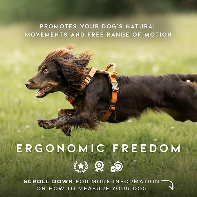 MADE TO ROAM Premium Explorer Harness - Y-Shaped Dog Harness with Adjustable Durable Nylon, Soft Padding, Metal Buckles and Leather Handle for Small, Medium, Large Dogs (Arizona Heartbeat, Size 7)