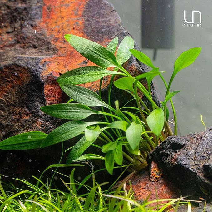 Cryptocoryne Lutea in Vitro Tissue Culture Cup