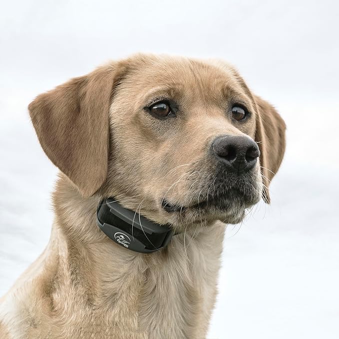 SportDOG FieldTrainer 425X - Remote Trainer Designed for Off-Leash Control & Training - 500-Yard Range - Waterproof - Quick Charge-Collar with 21 Levels of Static, Tone, & Vibration