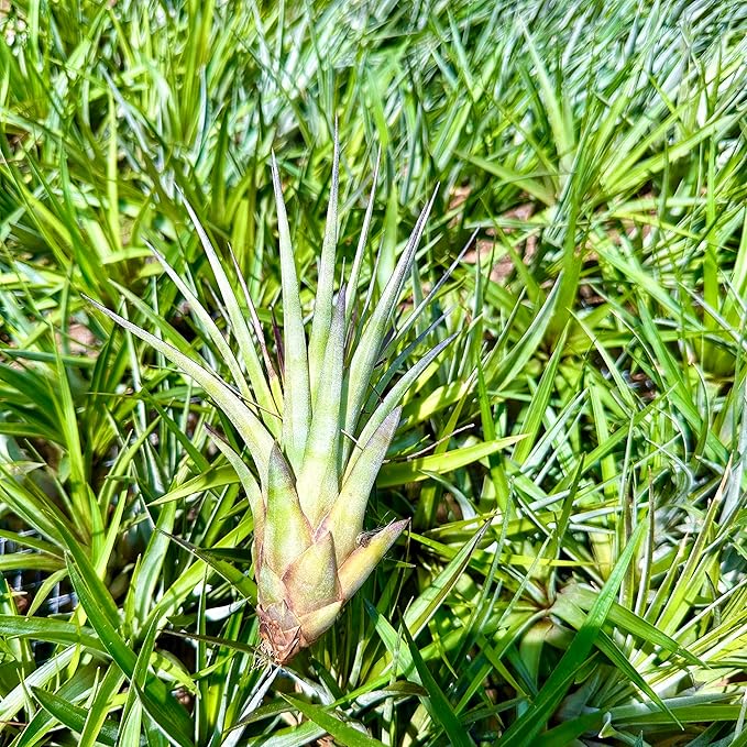 Air Plants - Tillandsia Fasciculata Tricolor, Large 4-6" - 5ct - Live Arrival Guaranteed - House Plants for Home Decor & Gift