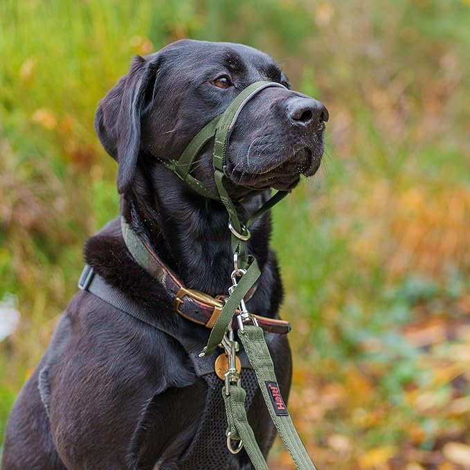 HALTI Headcollar - to Stop Your Dog Pulling on The Leash. Adjustable, Reflective and Lightweight, with Padded Nose Band. Dog Training Anti-Pull Collar for Large Dogs (Size 4, Forest Green)