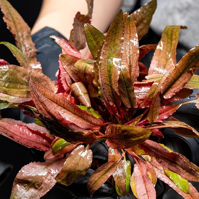 Ultum Nature Systems Cryptocoryne Parva Tissue Culture Live Plant for Aquarium, Freshwater Fish Tank, Aquascaping - 100% Snail Free in Vitro