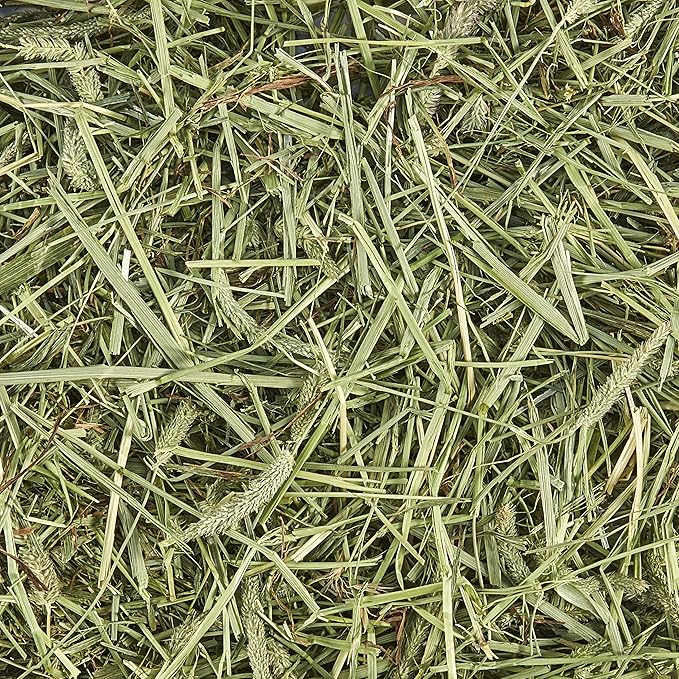 Kaytee Timothy Hay, High Fiber, Grown Specifically for Small Animals, Rabbits, Guinea Pigs, Chinchillas, 48 Ounces
