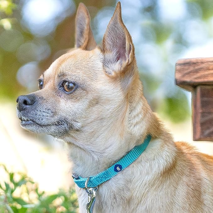 Blueberry Pet Essentials Dog Collar | Adjustable Girl Dog Collars for Medium Dogs | Chambray Blue Puppy Collar | Classic Nylon Dog Collars for Small Dogs | Pet Accessories