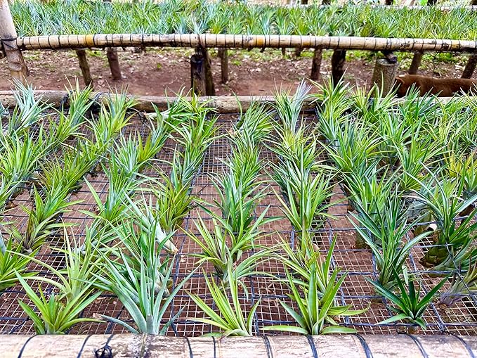 Air Plants - Tillandsia Fasciculata Tricolor, Large 4-6" - 2ct - Live Arrival Guaranteed - House Plants for Home Decor & Gift